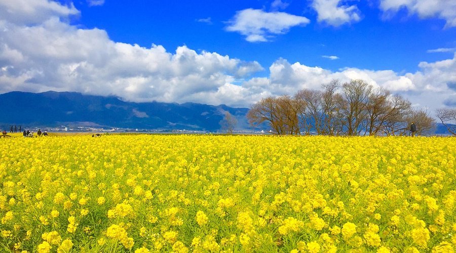 🌼 제1 나기사 공원 (다이이치 나기사 코엔) 이미지 4